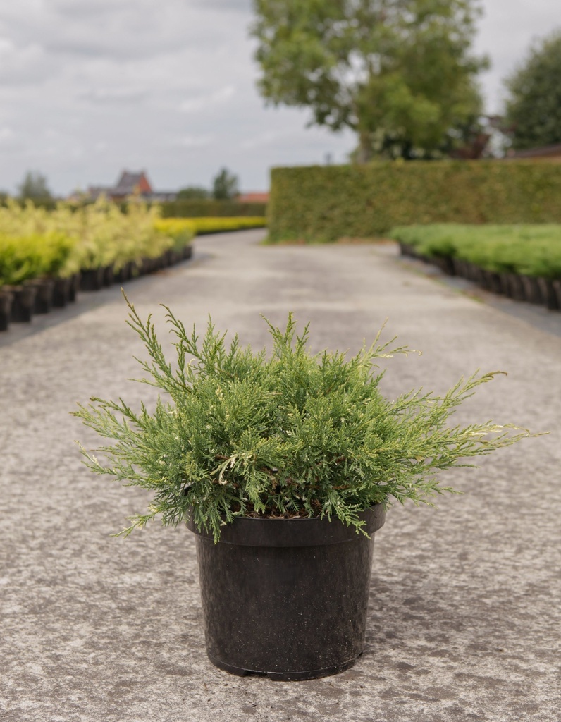 Можжевельник средний Вайт Сплеш